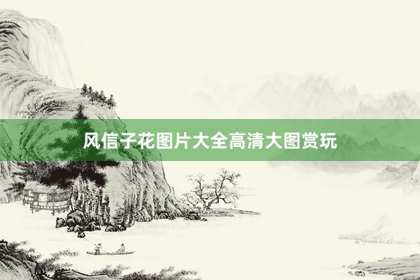 风信子花图片大全高清大图赏玩